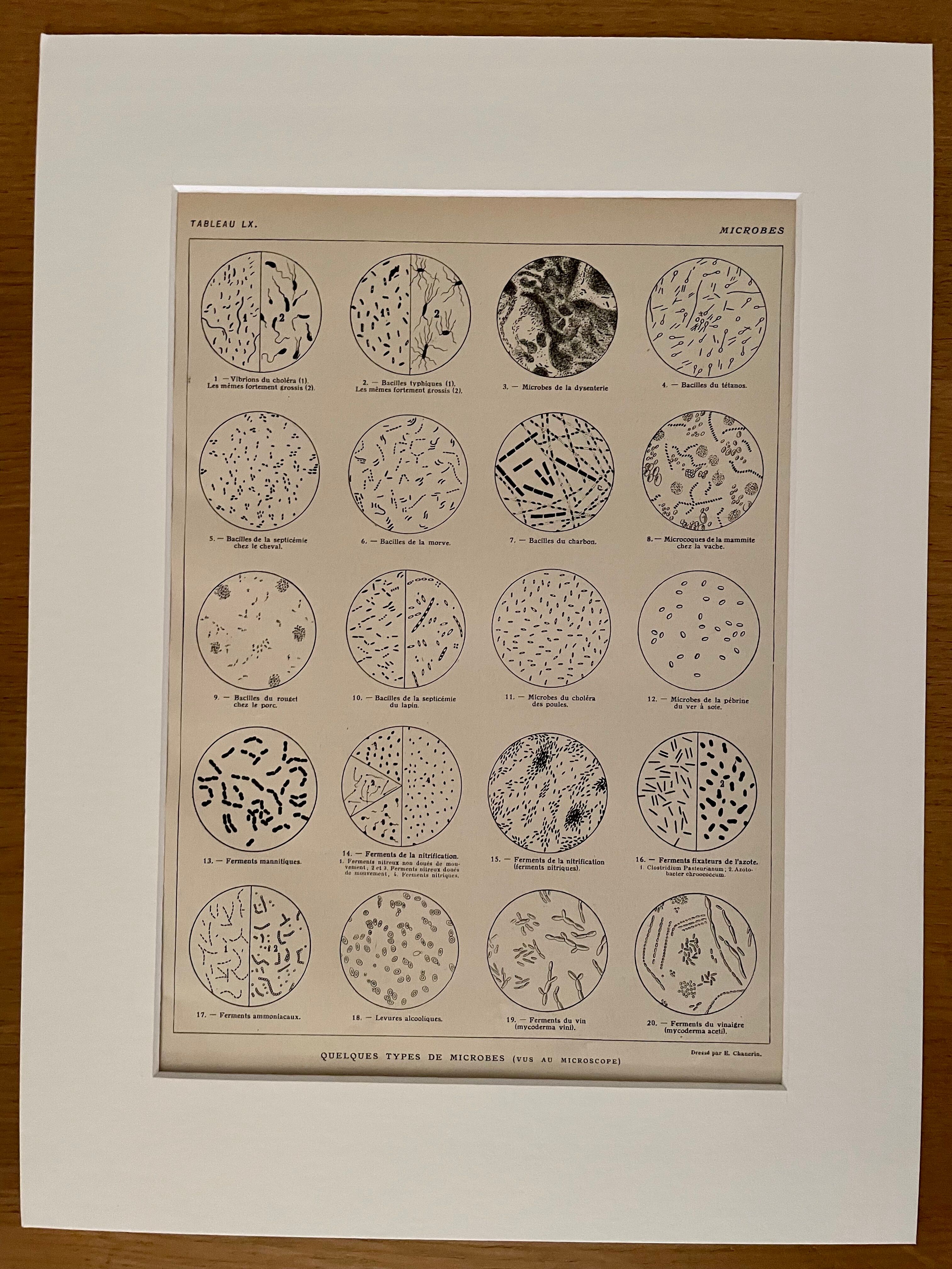 Lithograph on microbes from 1921