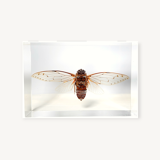 Great inclusion cicada Pomponia