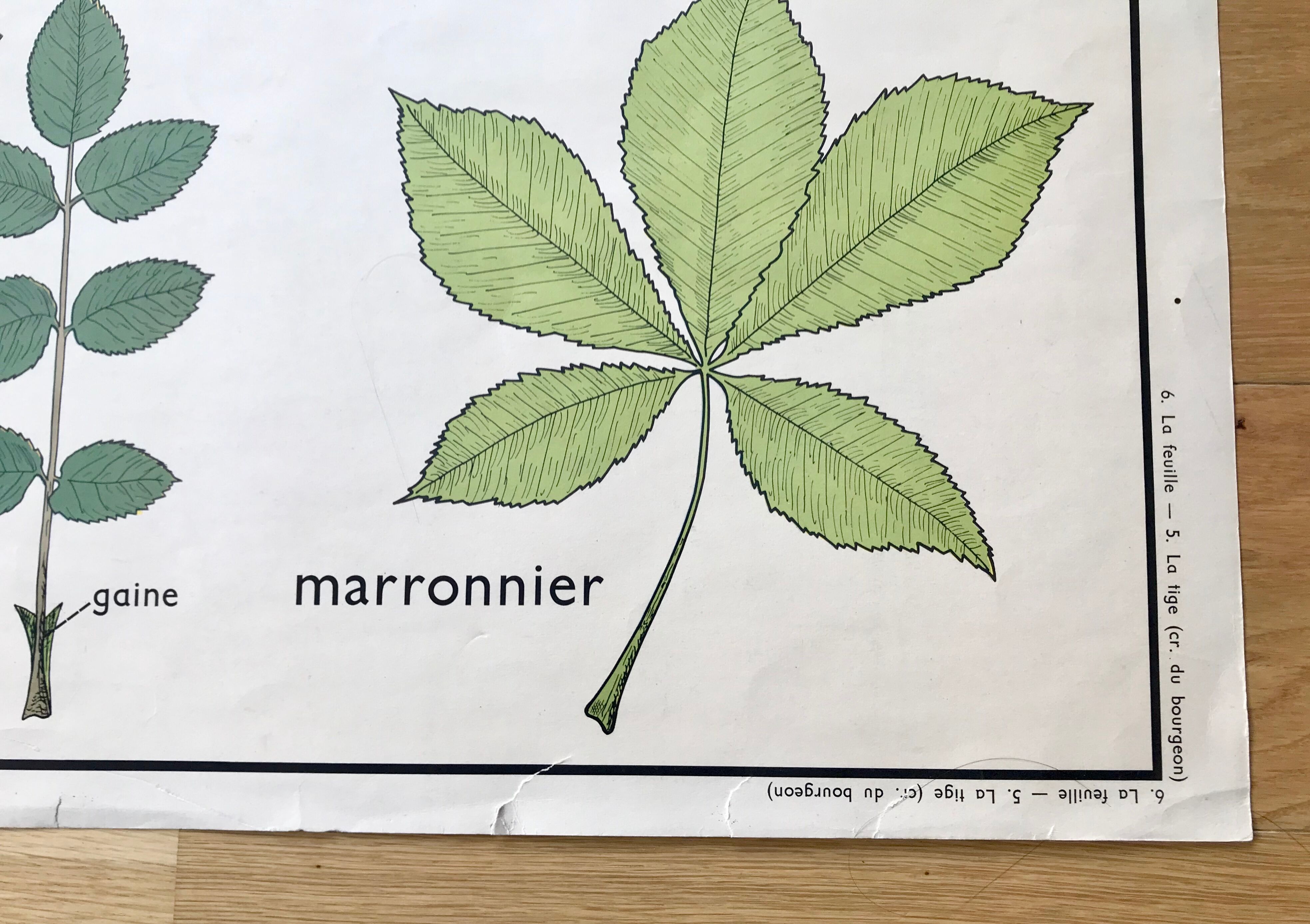 Rossignol pedagogical poster