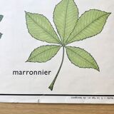 Rossignol pedagogical poster