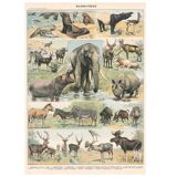 Old plate on mammals 1897