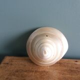 Pearly spiral cone shell