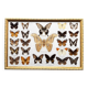 Naturalised butterflies