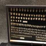 Naturalistic showcase: vole skulls and shrews, twentieth century
