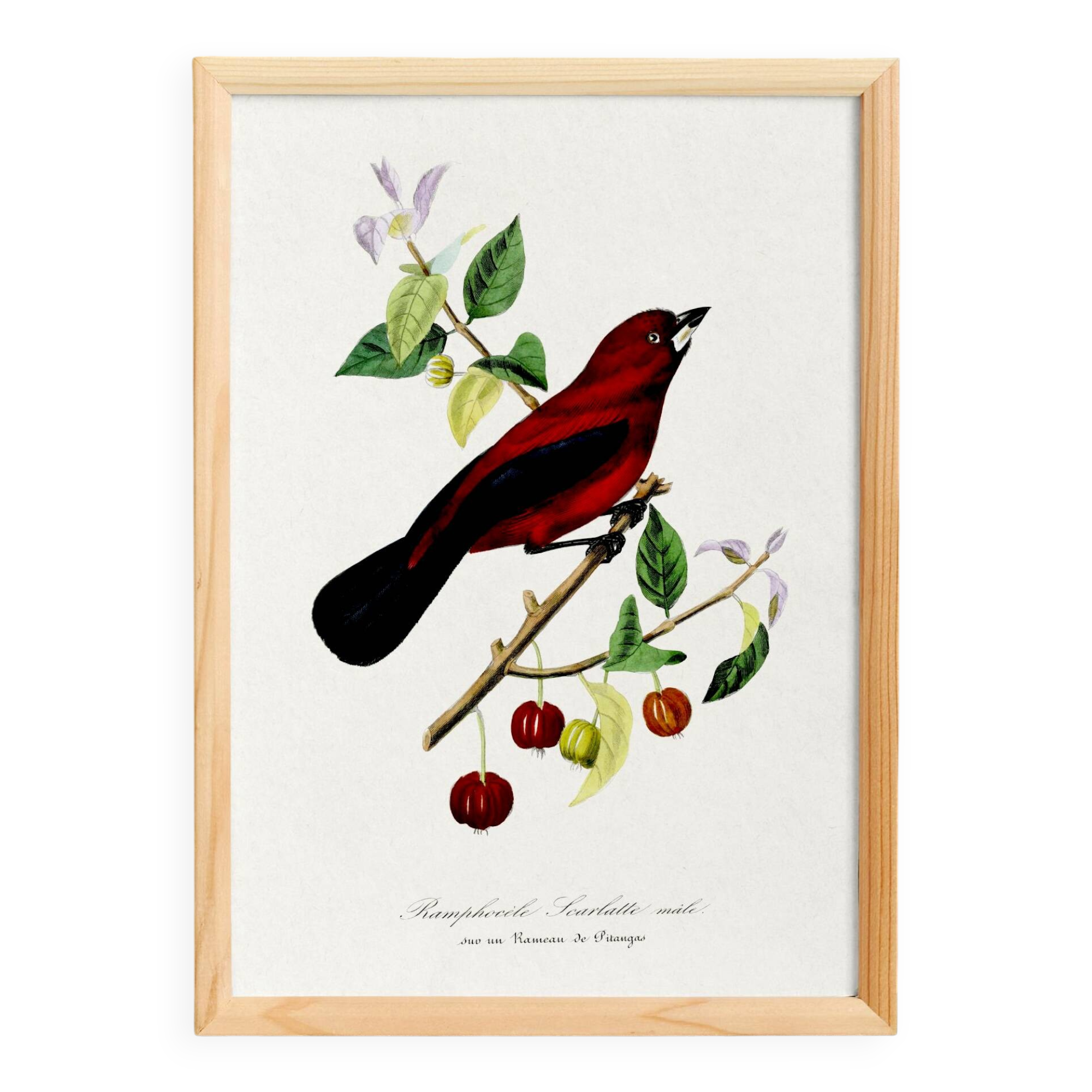 Poster about the Ramphocelus (bird), based on an old engraving from 1842.