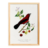 Poster about the Ramphocelus (bird), based on an old engraving from 1842.