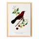 Poster about the Ramphocelus (bird), based on an old engraving from 1842.