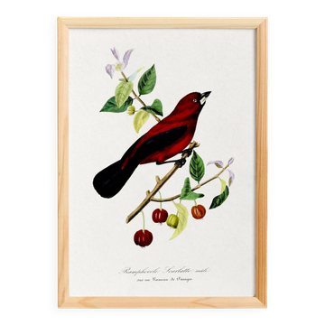 Affiche sur le Ramphocelus (oiseau), d’après une gravure ancienne de 1842.