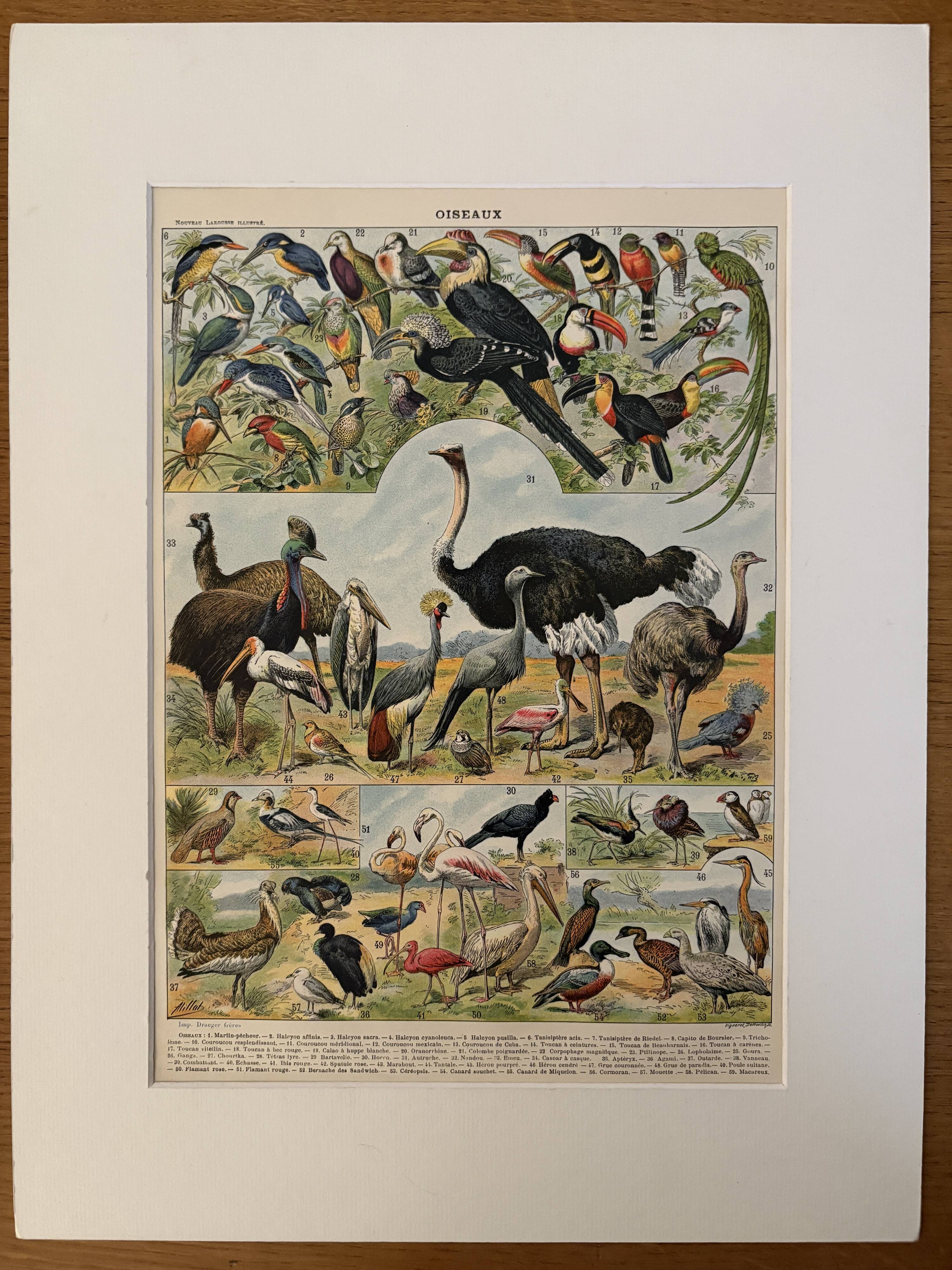 Lithographie sur les oiseaux, paon - 1900