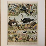 Lithograph of birds, peacock - 1900