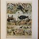 Lithograph of birds, peacock - 1900