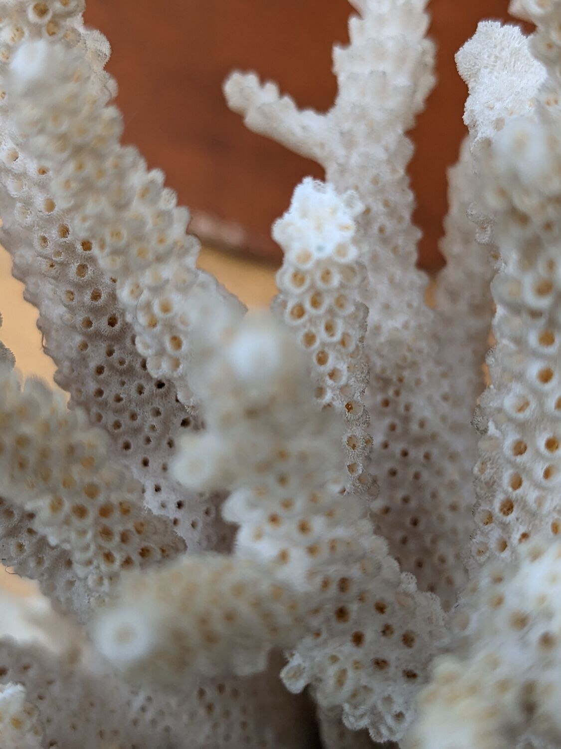 Brush coral