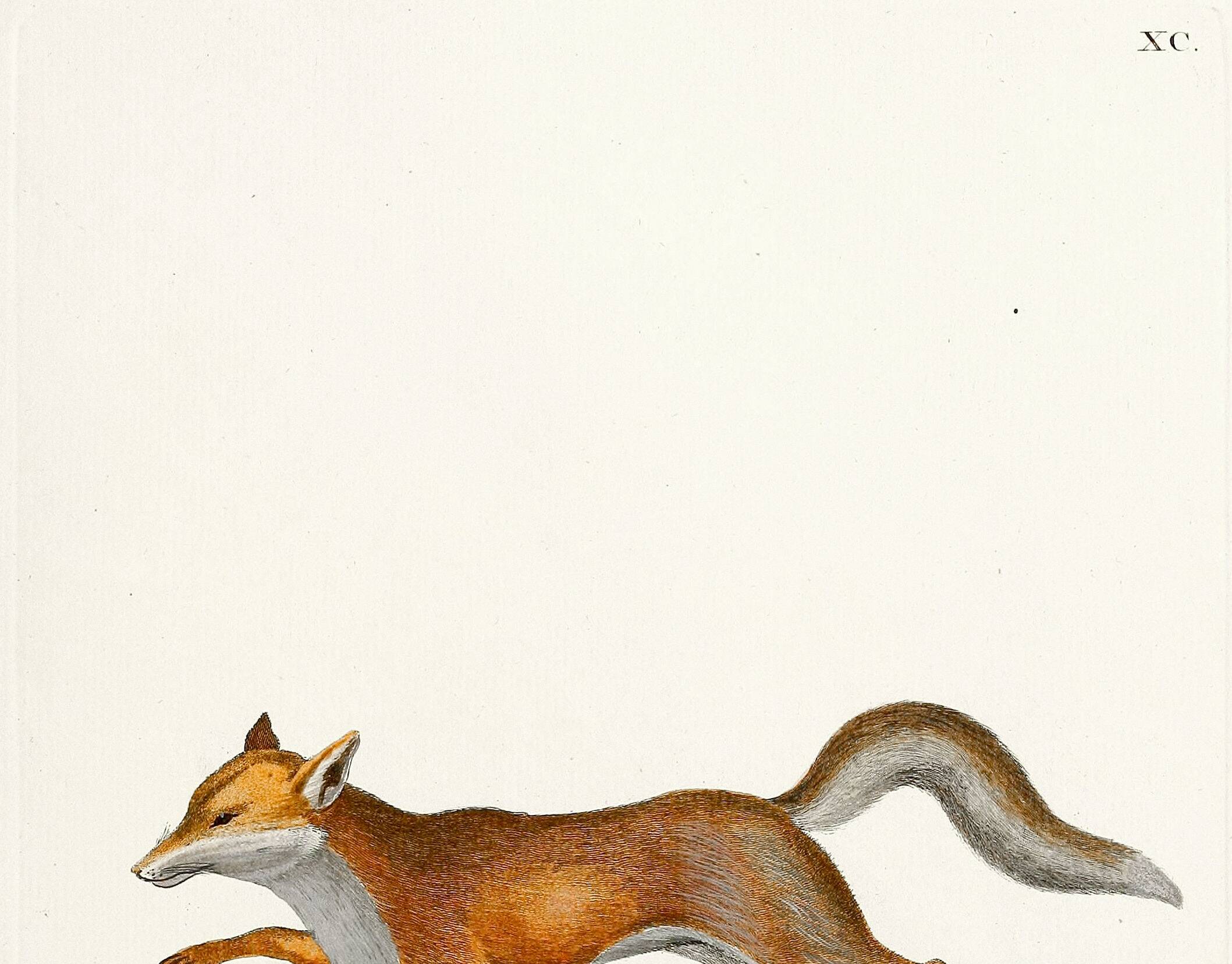 Poster about the Fox, based on an old engraving from 1774.