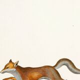 Poster about the Fox, based on an old engraving from 1774.