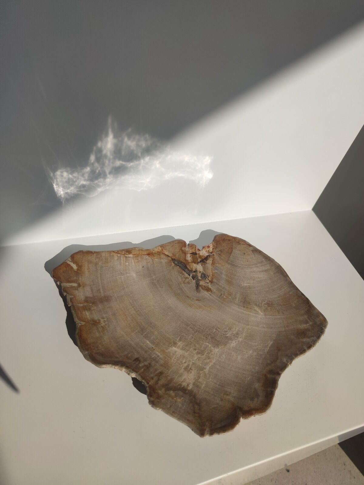 Large empty pocket or flat petrified wood - 30cm