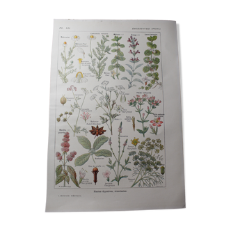 Botanical board- plant - Digestive