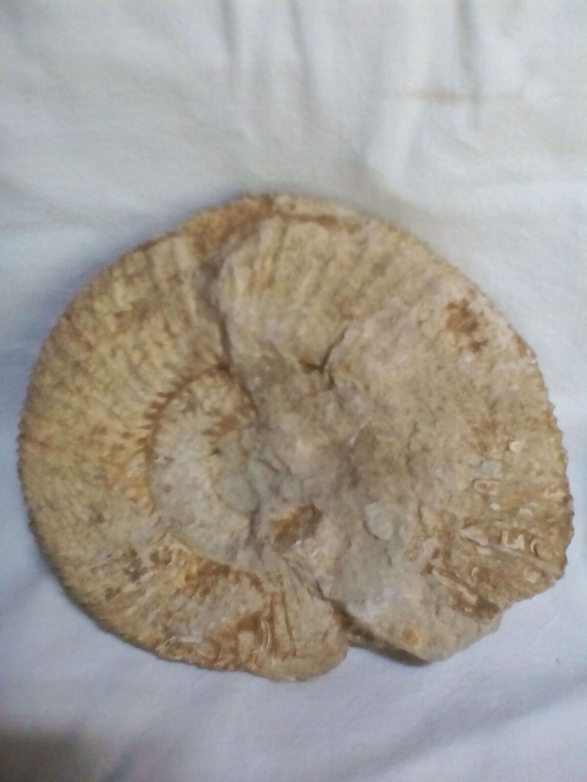Marine fossils