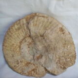 Marine fossils