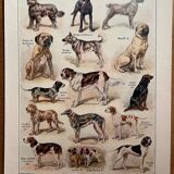 Lithograph on dogs - 1920