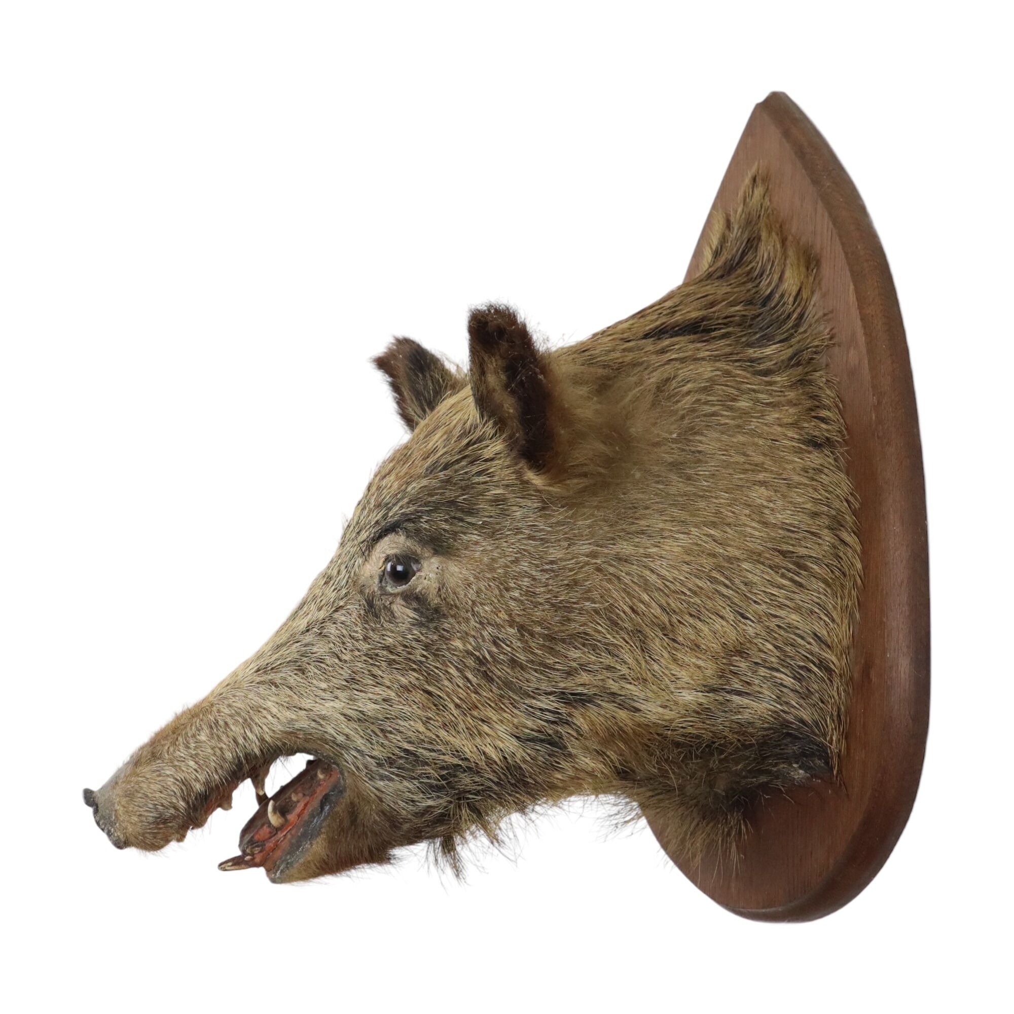 Wild boar head taxidermy wild boar bust stuffed animal 55cm