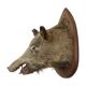 Wild boar head taxidermy wild boar bust stuffed animal 55cm