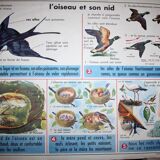 Old school poster mdi the primrose, the bird and its nest 35 and 36