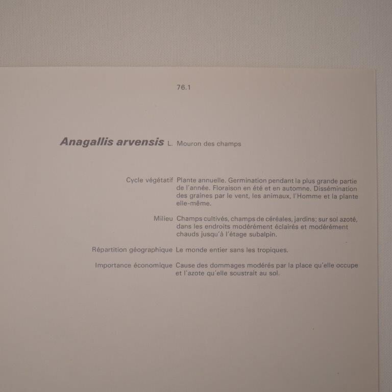 Botanical board Mouron des champs