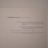 Botanical board Mouron des champs