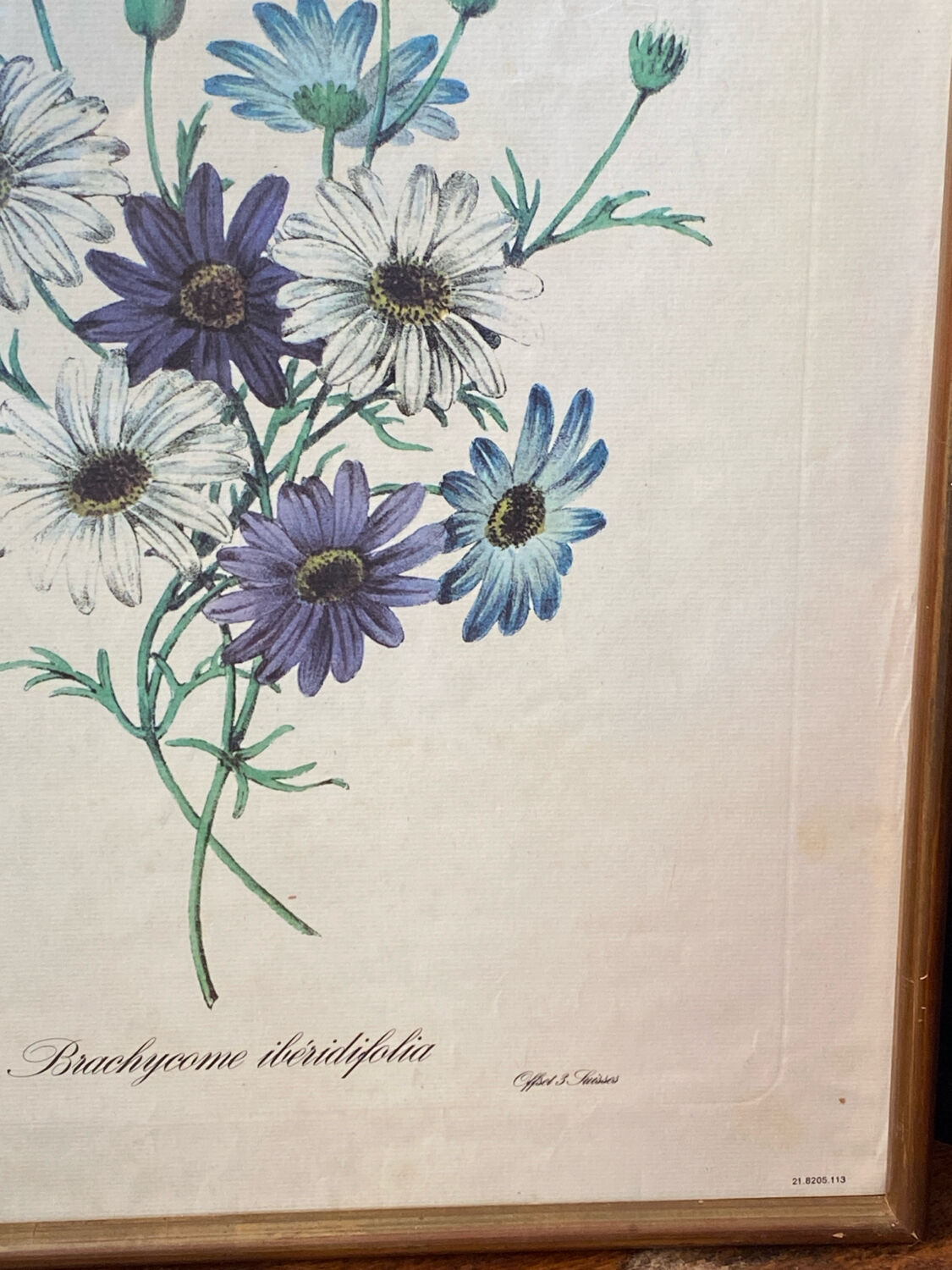 Poster, botanical plate Brachycome iberidifolia