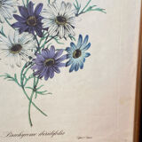 Poster, botanical plate Brachycome iberidifolia