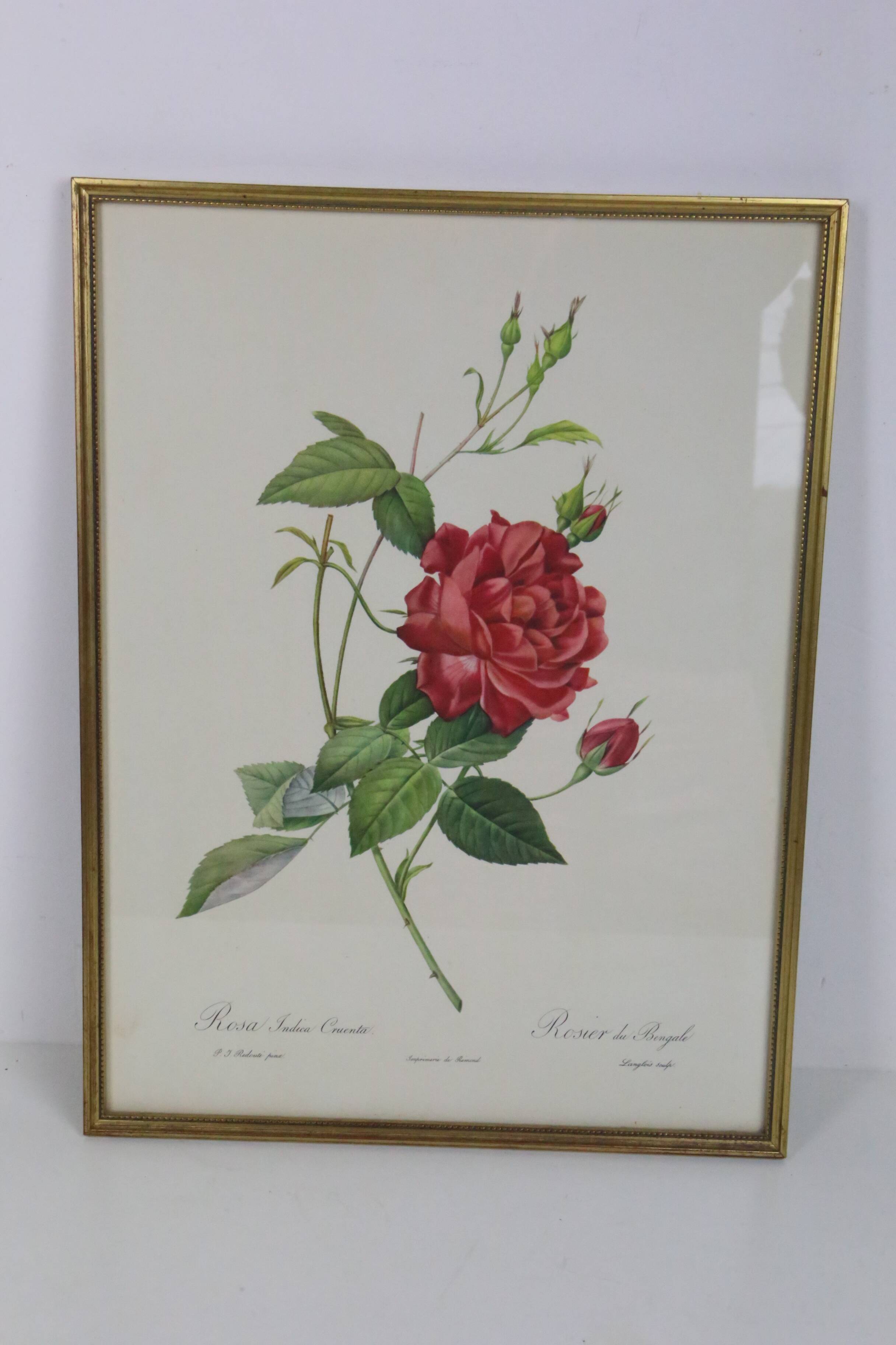 Large framed lithograph by Redouté
