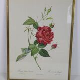 Large framed lithograph by Redouté