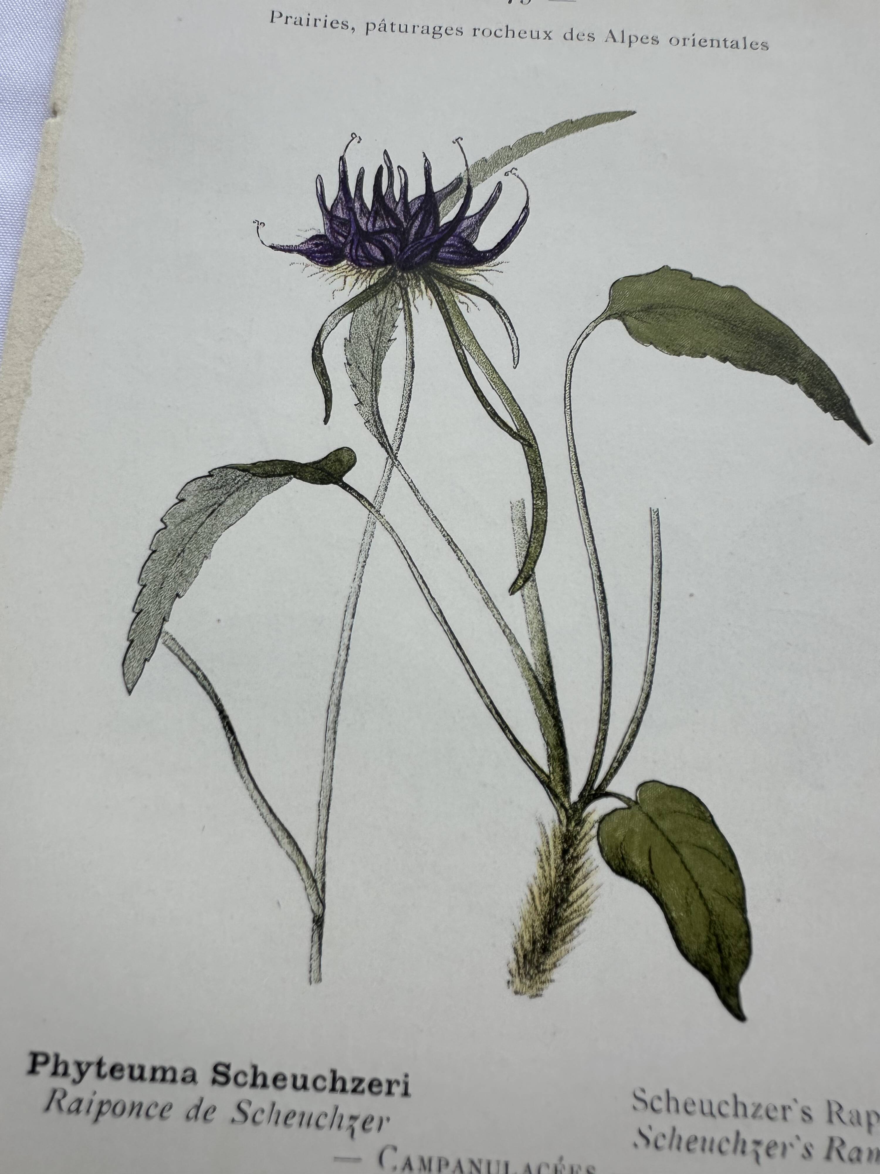 Vintage botanical lithograph naturalist plate France