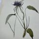 Vintage botanical lithograph naturalist plate France