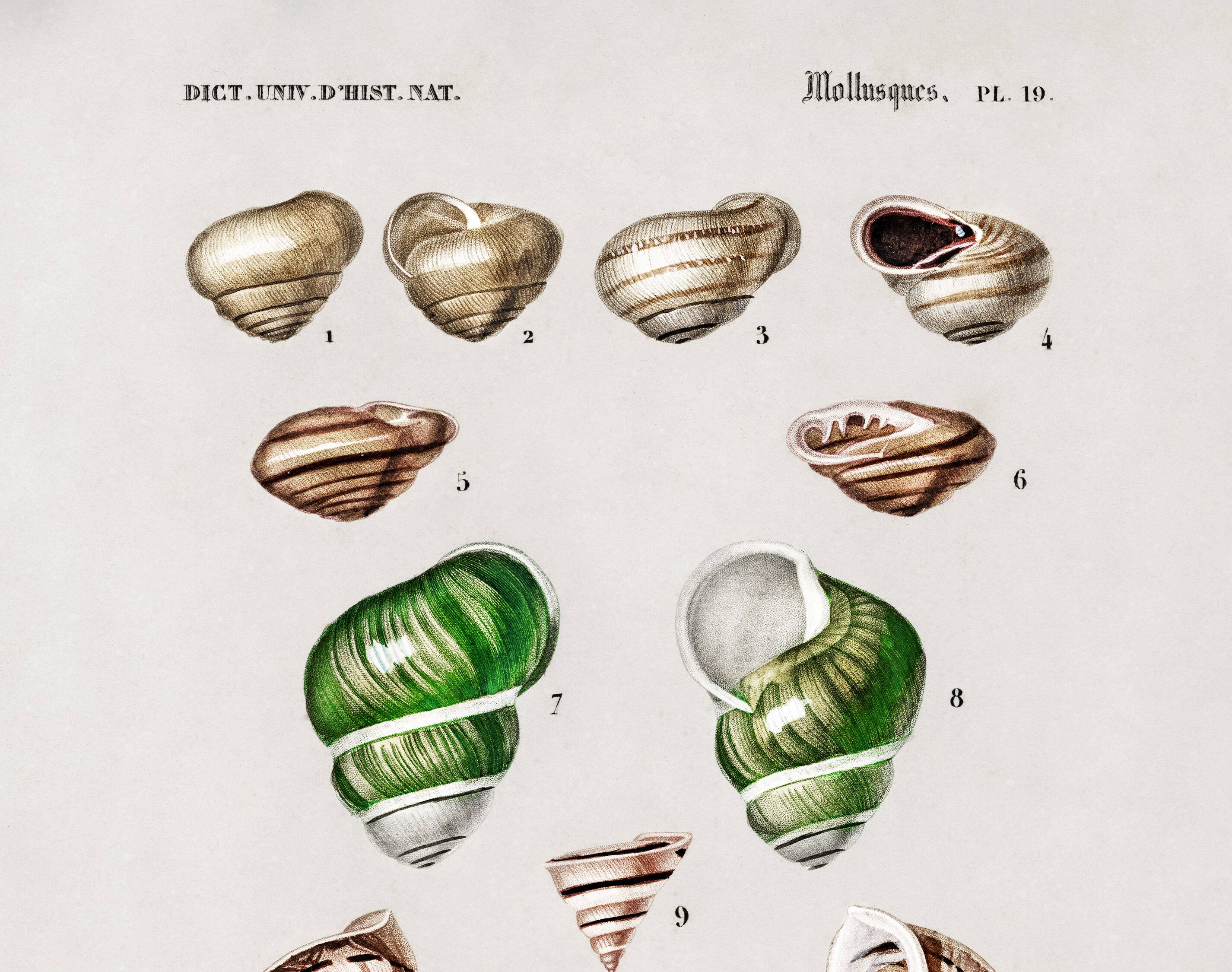 Poster about snails and shellfish, based on an old engraving