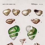 Poster about snails and shellfish, based on an old engraving
