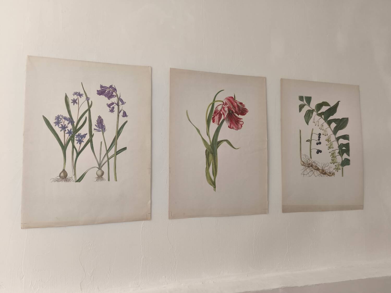 Old botanical illustration