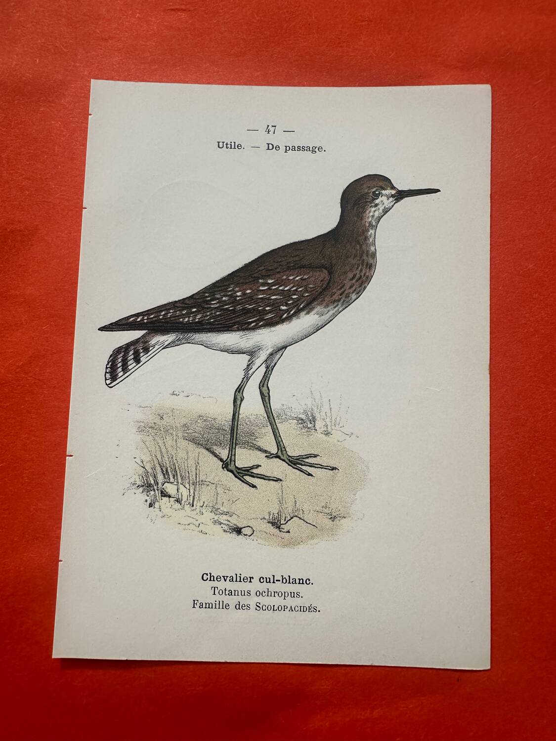 Botanical engraving birds double sided naturalist board