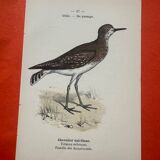 Botanical engraving birds double sided naturalist board