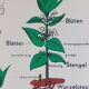 Affiche murale éducative vintage à rouleau sur la biologie des plantes