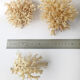 Lot de 3 petits buissons coraux du pacifique