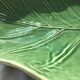 Exotic leaf fruit bowl