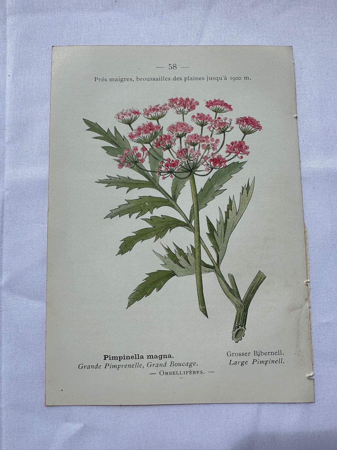 Botanical plate of a French plant from the 18th century, double-sided.