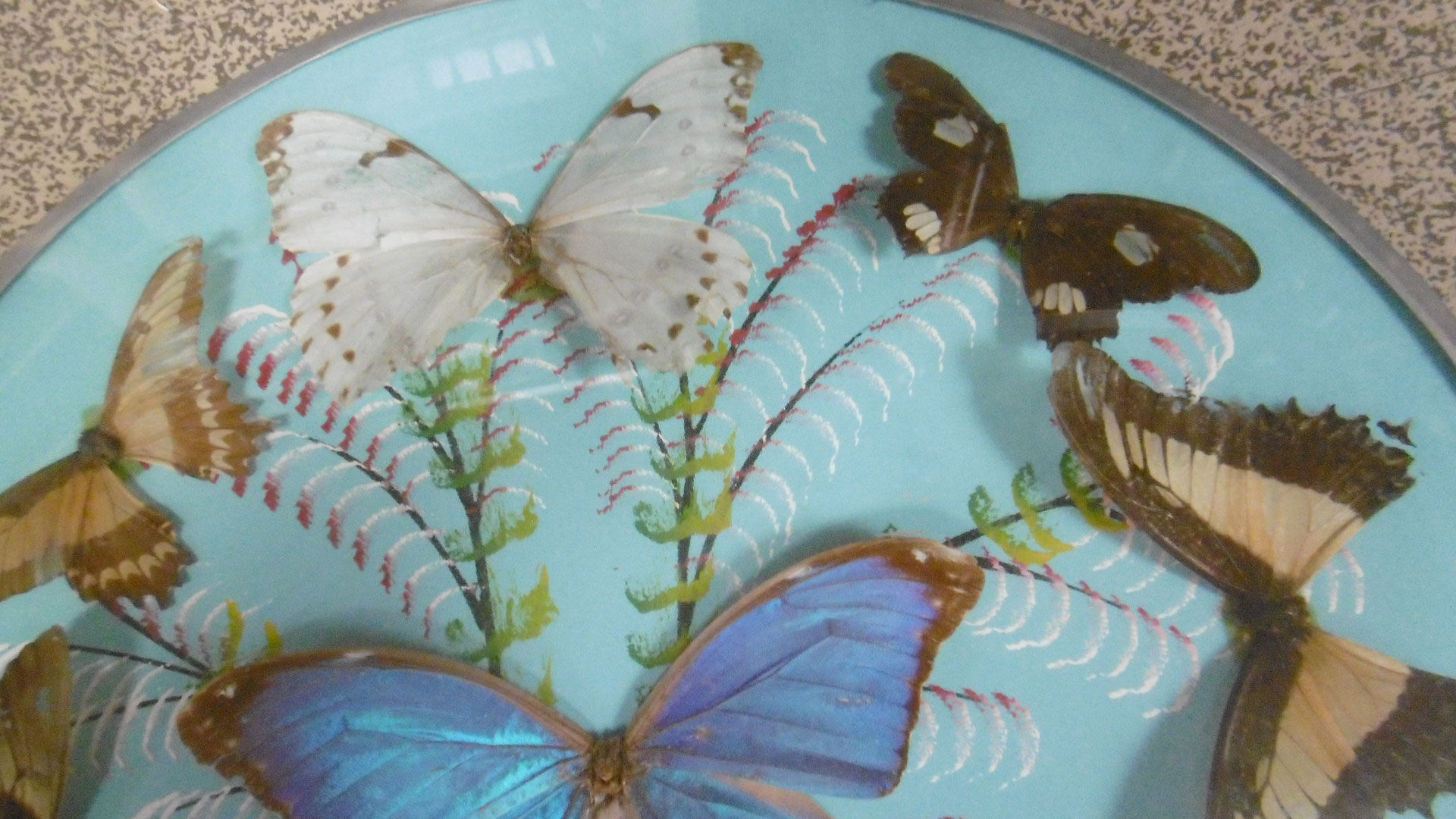 Vintage frame butterflies and silk threads - artefama - annees 50