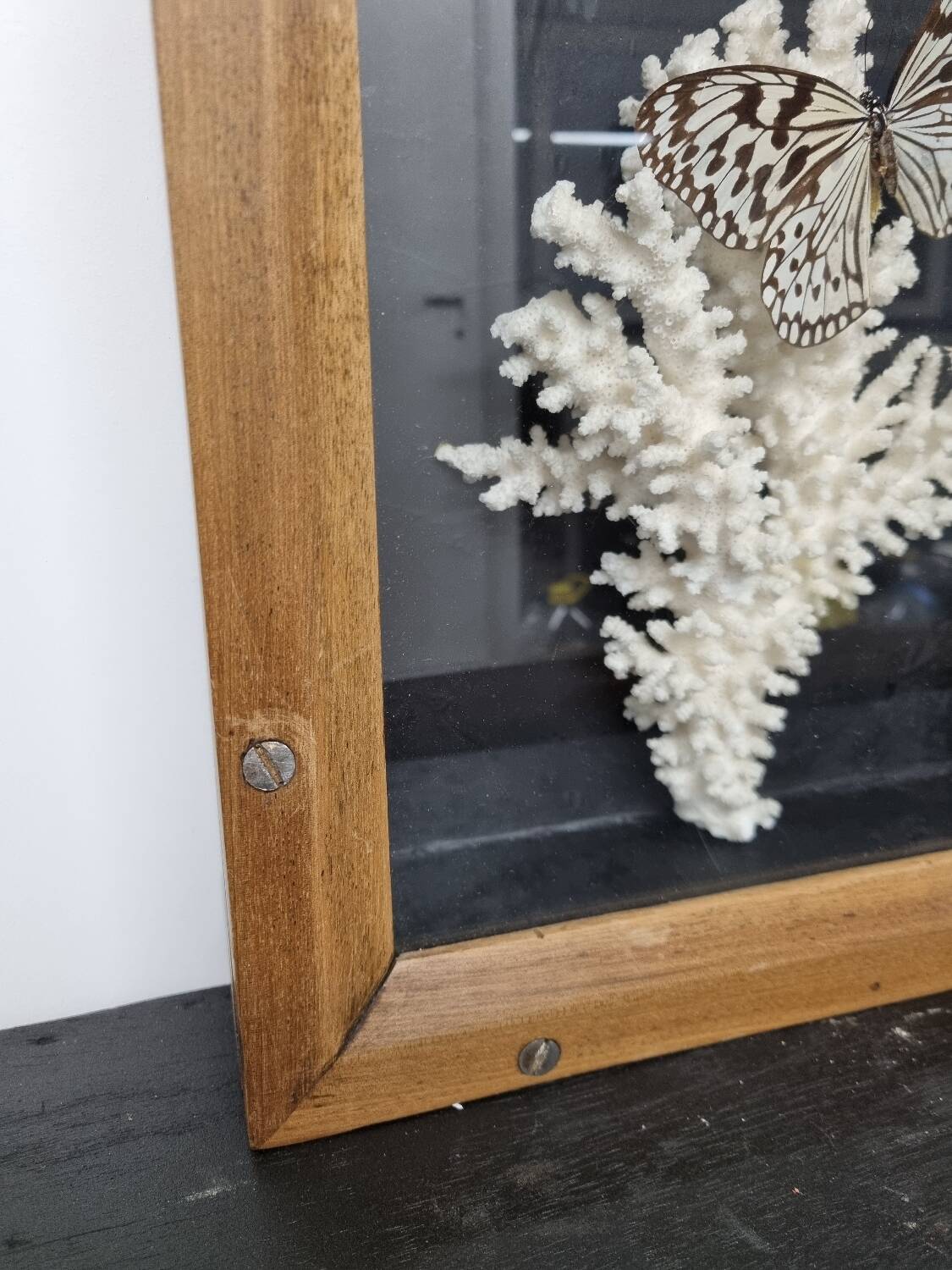 Butterfly and coral display case