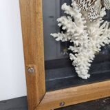Vitrine papillon et corail