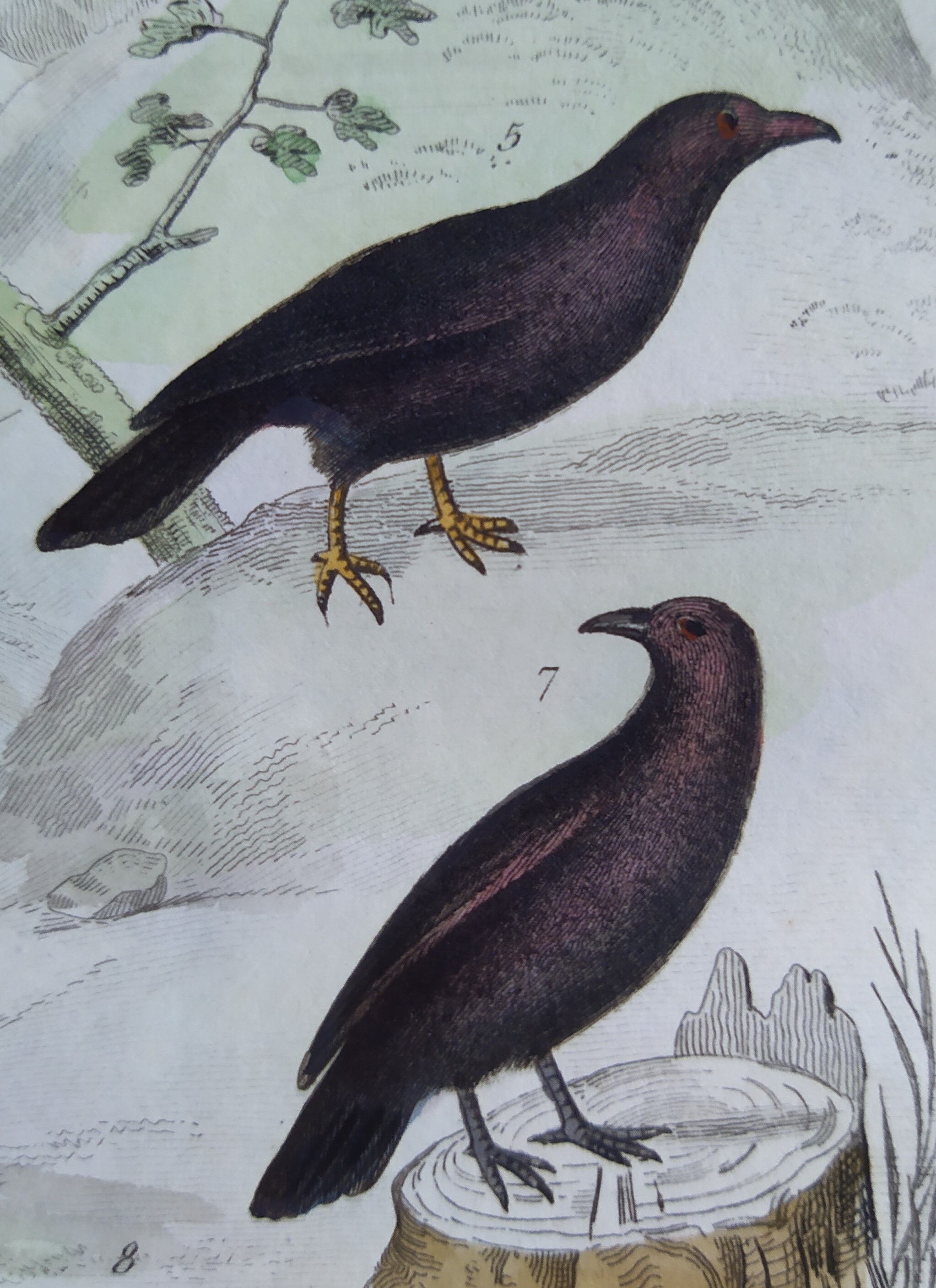 Original Ornithological Plate "Wood Pigeon - Turtle Dove - &c..." Buffon 1836