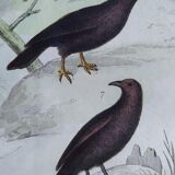 Original Ornithological Plate "Wood Pigeon - Turtle Dove - &c..." Buffon 1836