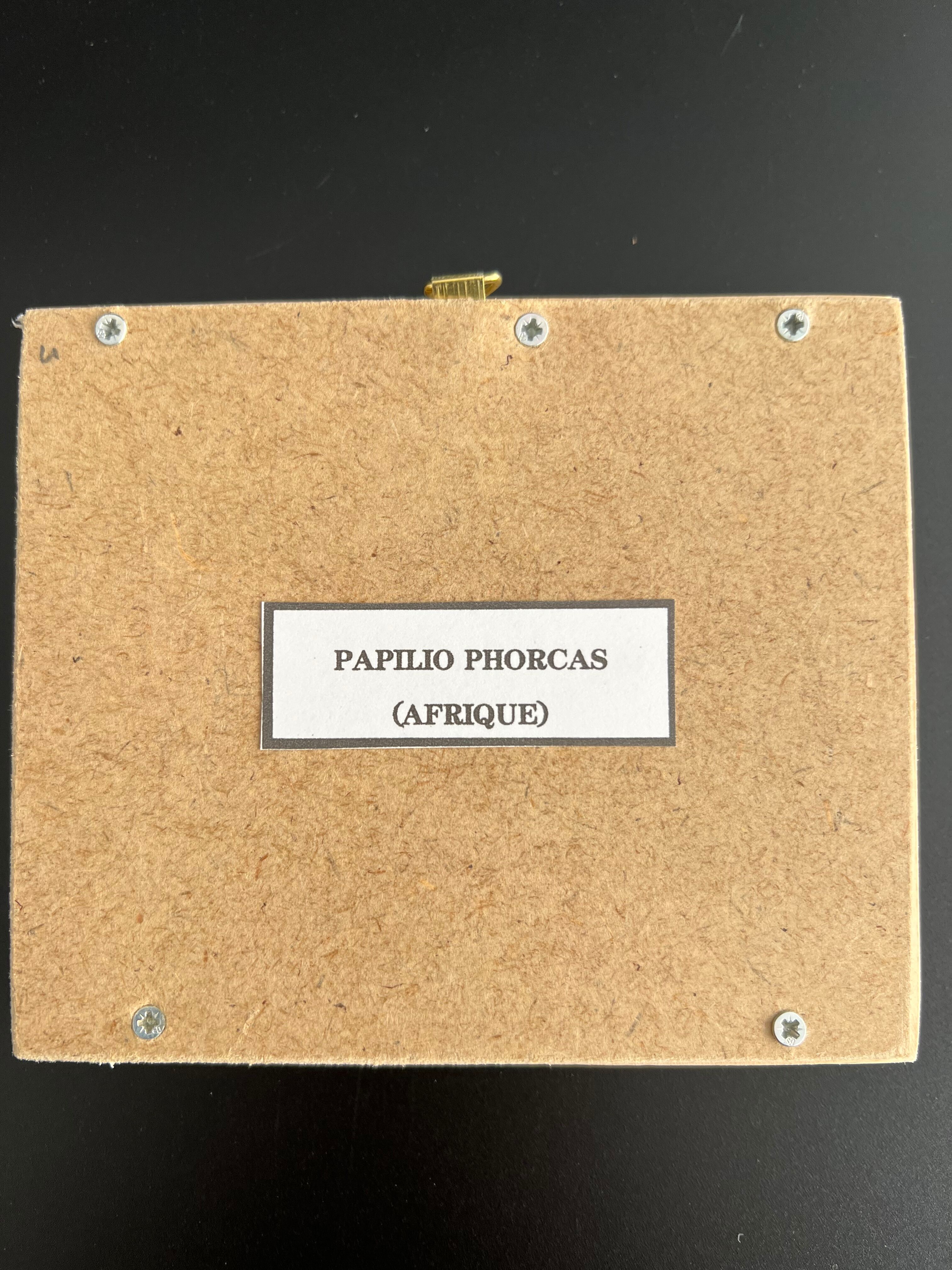 Naturalized butterfly taxidermy frame