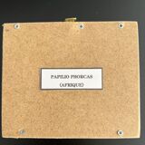 Naturalized butterfly taxidermy frame